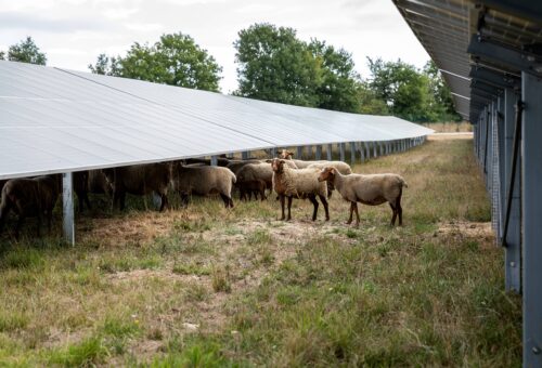 moutons sous panneaux solaires