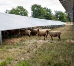 moutons sous panneaux solaires