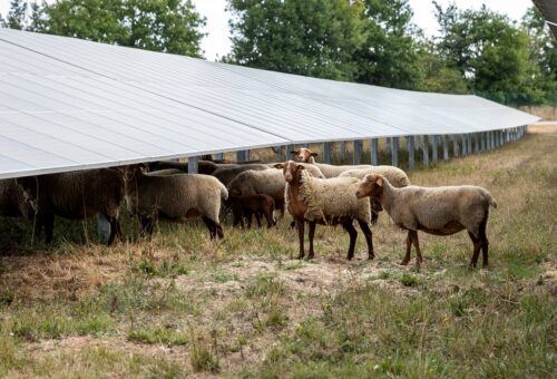 moutons sous panneaux solaires