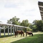 agrivoltaisme équin