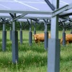 vache sous panneau solaire