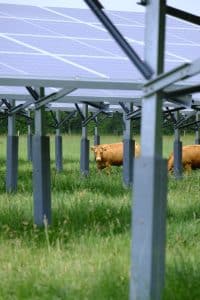 vache sous panneau solaire