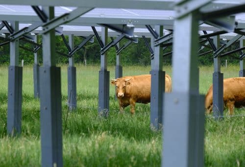 vache sous panneau solaire