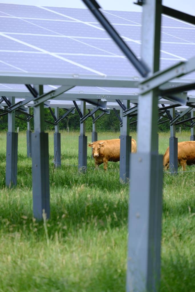 vache sous panneau solaire