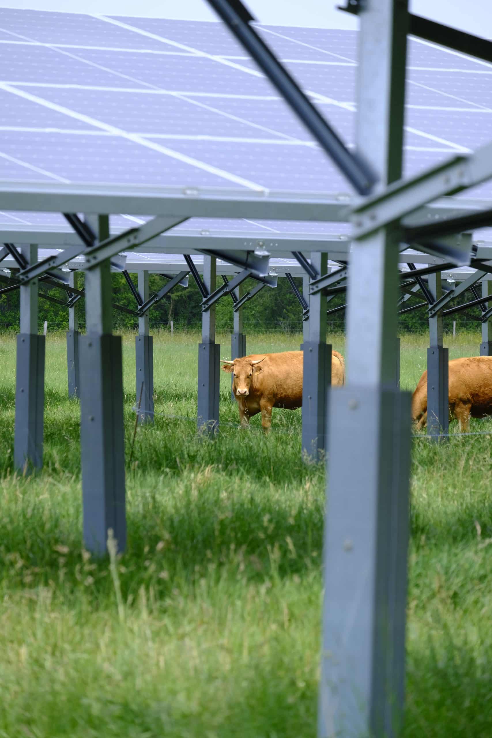 vache sous panneau solaire